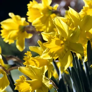 SPRING DAFFODILS SPRING DAFFODILS