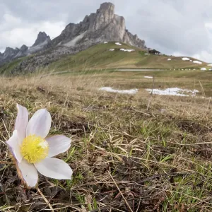 Spring pasqueflower or lady of the snows (Pulsatilla vernalis) growing in high altitude environment, Veneto, Italy Spring pasqueflower or lady of the snows (Pulsatilla vernalis) growing in high altitude environment, Veneto, Italy