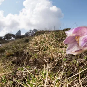 Spring pasqueflower or lady of the snows (Pulsatilla vernalis) growing in high altitude environment, Veneto, Italy Spring pasqueflower or lady of the snows (Pulsatilla vernalis) growing in high altitude environment, Veneto, Italy