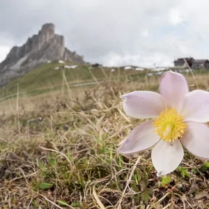 Spring pasqueflower or lady of the snows (Pulsatilla vernalis) growing in high altitude environment, Veneto, Italy Spring pasqueflower or lady of the snows (Pulsatilla vernalis) growing in high altitude environment, Veneto, Italy