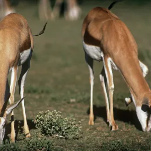 Springbok - female & male grazing Springbok - female & male grazing