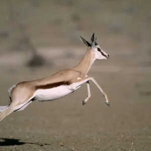 Springbok - Juvenile running Springbok - Juvenile running