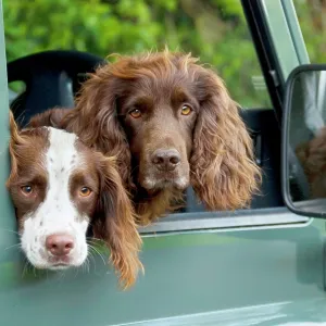 Springer Spaniel Dog - & Field Spaniel looking Springer Spaniel Dog - & Field Spaniel looking