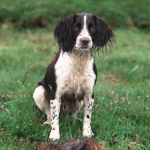 SPRINGER SPANIEL DOG - with grouse SPRINGER SPANIEL DOG - with grouse