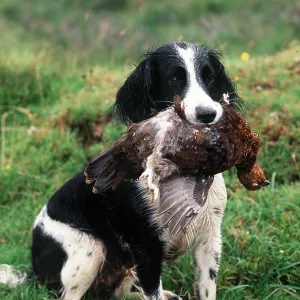 SPRINGER SPANIEL DOG - with grouse in mouth SPRINGER SPANIEL DOG - with grouse in mouth