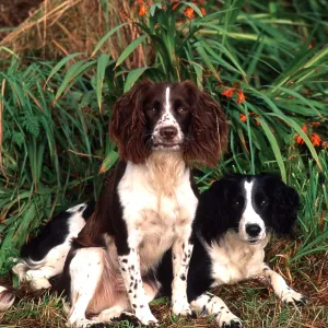 SPRINGER SPANIEL DOGS - x two, sitting SPRINGER SPANIEL DOGS - x two, sitting