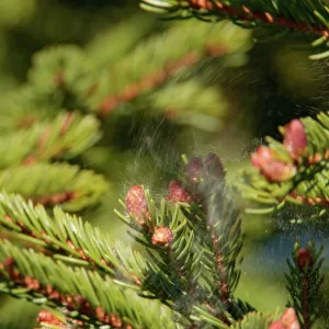 Spruce tree releasing pollen as a bird leaves it's perch Spruce tree releasing pollen as a bird leaves it's perch