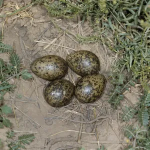 Spur-winged Plover / Lapwing EGGS - Nest on the ground Spur-winged Plover / Lapwing EGGS - Nest on the ground