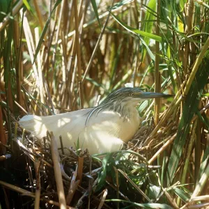 Squacco Heron - on nest Squacco Heron - on nest
