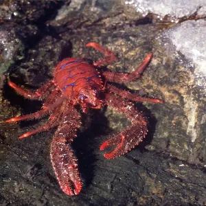 SQUAT LOBSTER SQUAT LOBSTER