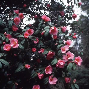 ST EWE CAMELLIA ST EWE CAMELLIA
