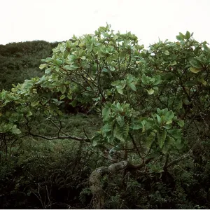 St. Helena Island - The She Cabbage Tree, endemic St. Helena Island - The She Cabbage Tree, endemic