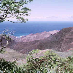 ST HELENA ISLAND - Gumwood, last vestige of endemic forest ST HELENA ISLAND - Gumwood, last vestige of endemic forest