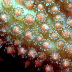 Staghorn CORAL - spawning. Egg and sperm bundles Staghorn CORAL - spawning. Egg and sperm bundles