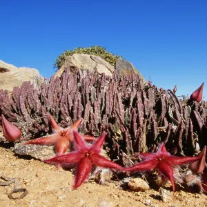 Stapelia gariepensis / Carrion - in flower Stapelia gariepensis / Carrion - in flower