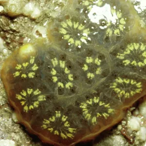 Star Ascidian SEA SQUIRTS Star Ascidian SEA SQUIRTS