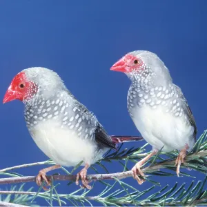 STAR FINCH - two, on branch with colourful faces STAR FINCH - two, on branch with colourful faces
