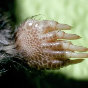 Star-nosed Mole - close-up of foot showing claws Star-nosed Mole - close-up of foot showing claws