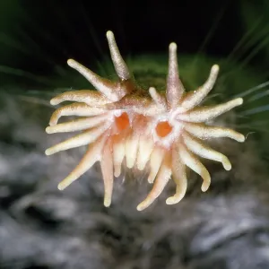 Star-nosed MOLE - close-up of nose Star-nosed MOLE - close-up of nose