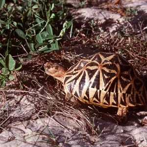 Star Tortoise Star Tortoise
