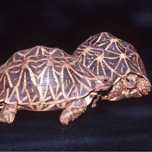 STAR TORTOISE - PAIR STAR TORTOISE - PAIR