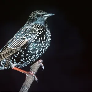 STARLING - close-up at night STARLING - close-up at night