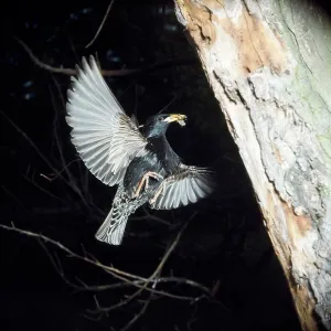 Starling - in flight approaching nest with food in beak Starling - in flight approaching nest with food in beak