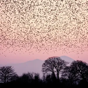 Starling flock at sunset Starling flock at sunset