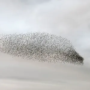 Starling murmuration in North Yorkshire Starling murmuration in North Yorkshire