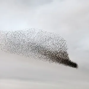 Starling murmuration in North Yorkshire Starling murmuration in North Yorkshire
