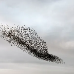 Starling murmuration in North Yorkshire Starling murmuration in North Yorkshire