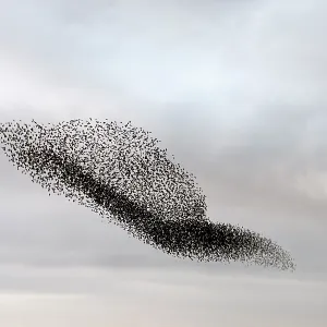 Starling murmuration in North Yorkshire Starling murmuration in North Yorkshire