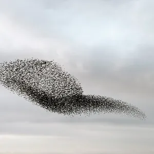 Starling murmuration in North Yorkshire Starling murmuration in North Yorkshire
