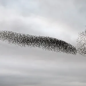 Starling murmuration in North Yorkshire Starling murmuration in North Yorkshire