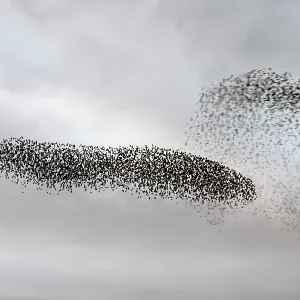 Starling murmuration in North Yorkshire Starling murmuration in North Yorkshire