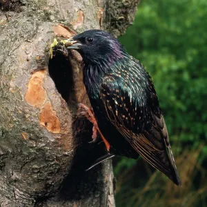 STARLING - AT NEST ENTRANCE STARLING - AT NEST ENTRANCE