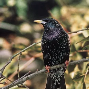 STARLING - perched on branch STARLING - perched on branch