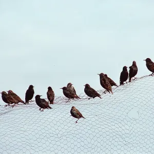 STARLINGS - on fence