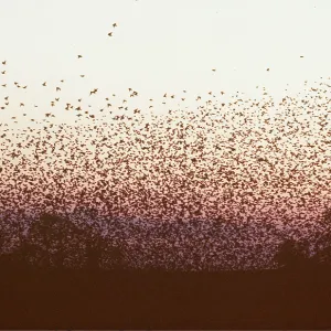 STARLINGS - flying to roost STARLINGS - flying to roost