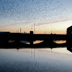Starlings going to roost Starlings going to roost
