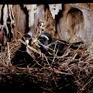 STARLINGS - pair, nest building STARLINGS - pair, nest building