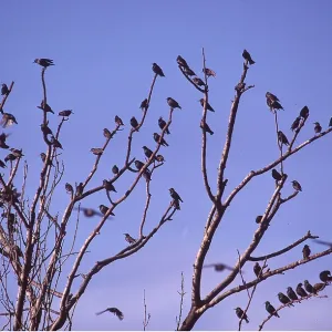 STARLINGS - roosting in tree