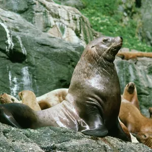 Steller / Stellar SEALION - Male with females Steller / Stellar SEALION - Male with females