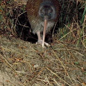 Stewart Island Brown KIWI Stewart Island Brown KIWI