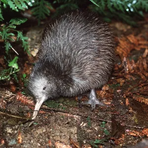 STEWART ISLAND BROWN KIWI CHICK STEWART ISLAND BROWN KIWI CHICK