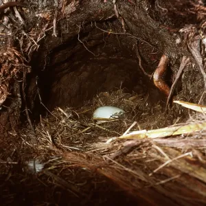 STEWART ISLAND BROWN KIWI EGG STEWART ISLAND BROWN KIWI EGG