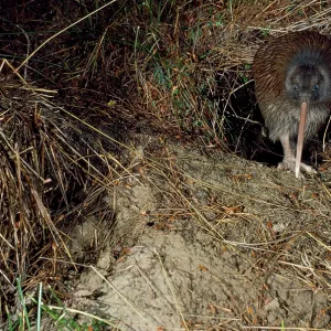 Stewart Island Brown Kiwi - leaving burrow Stewart Island Brown Kiwi - leaving burrow