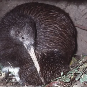 STEWART ISLAND BROWN KIWI - male STEWART ISLAND BROWN KIWI - male