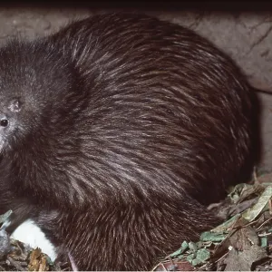 STEWART ISLAND BROWN KIWI - male with eggs STEWART ISLAND BROWN KIWI - male with eggs