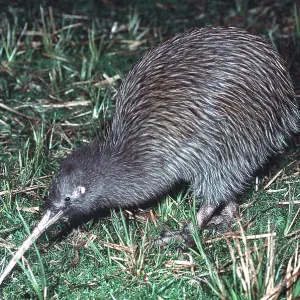 Stewart Island Brown Kiwi / Stewart Island Tokoeka - female Stewart Island Brown Kiwi / Stewart Island Tokoeka - female